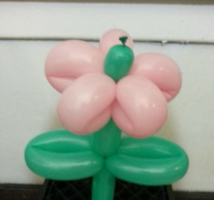 Balloon Flower