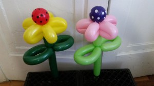 balloon flowers